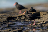 Sooty Oystercatcher