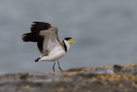 Masked Lapwing