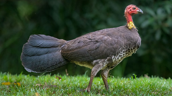 Australian Brush-turkey