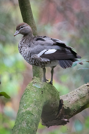 Australian Wood Duck