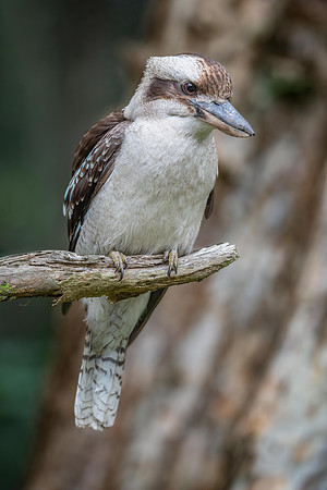 Laughing Kookaburra