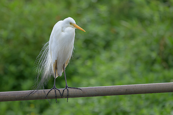 Plumed Egret