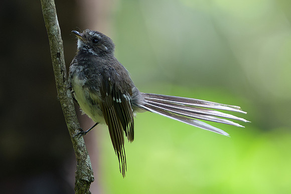 Grey Fantail