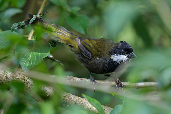 Eastern Whipbird