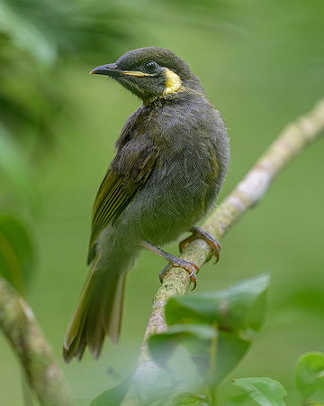 Lewin's Honeyeater
