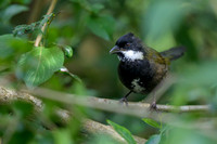 Eastern Whipbird
