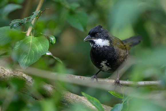 Eastern Whipbird