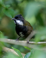 Eastern Whipbird