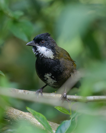 Eastern Whipbird