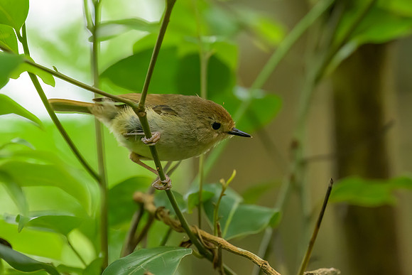 Large-billed Scrubwren