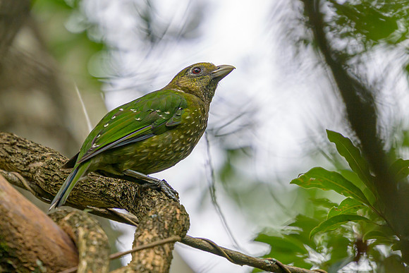 Green Catbird