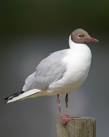 Black-headed Gull