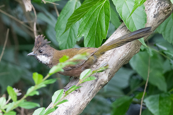 Eastern Whipbird