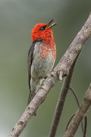 Scarlet Honeyeater