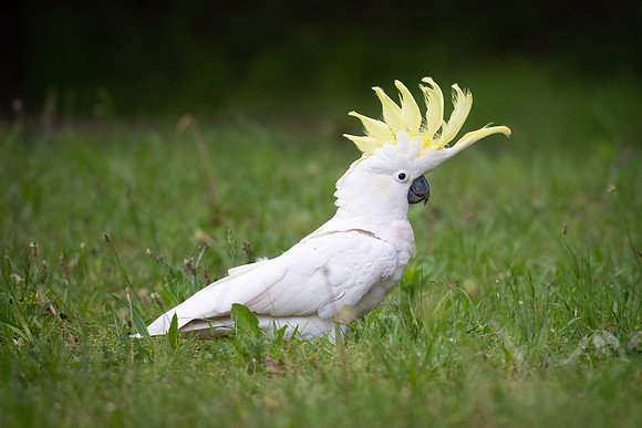 Sulphur-crested Cockatoo