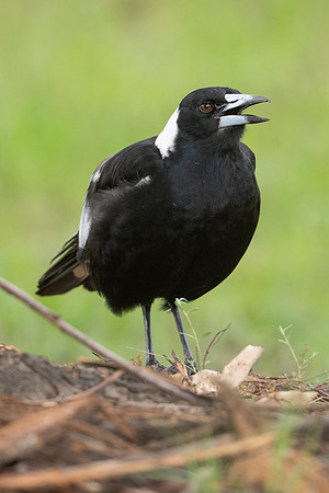Australian Magpie