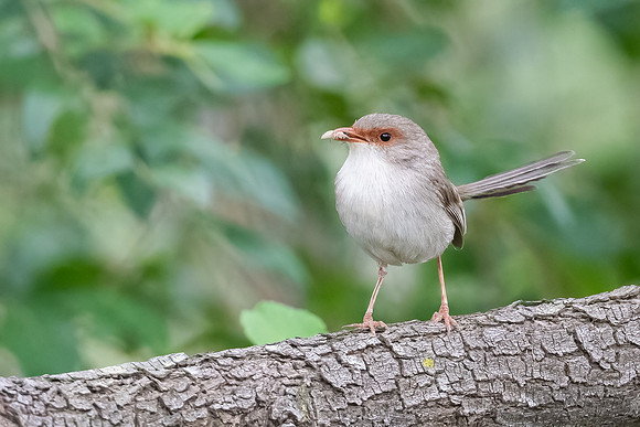 Superb Fairywren