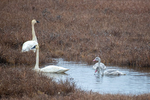 DSC_6702