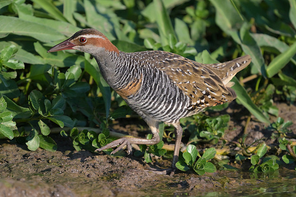 Buff-banded Rail