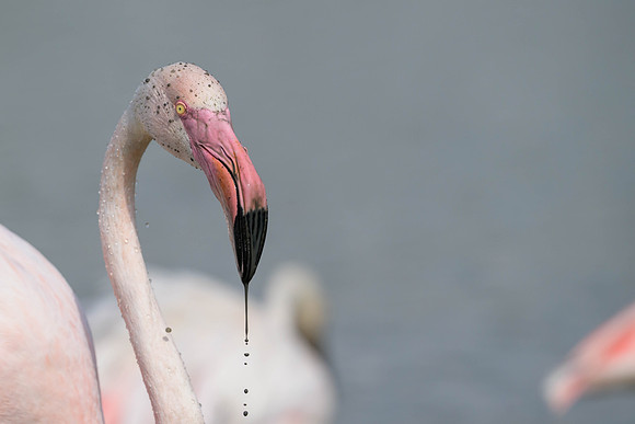 Greater Flamingo