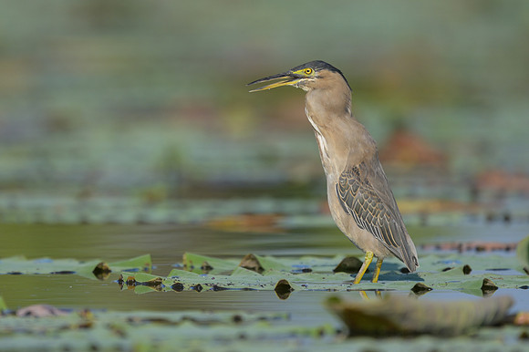 Striated Heron