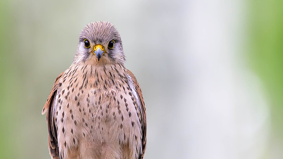 Eurasian Kestrel