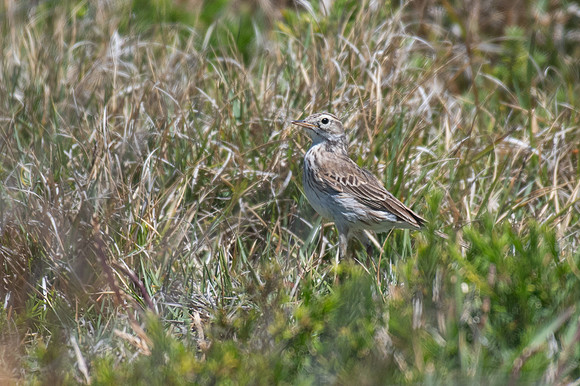 Australasian Pipit