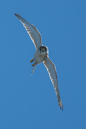 Nankeen Kestrel