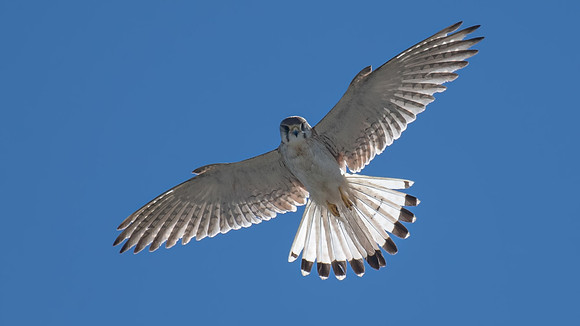 Nankeen Kestrel