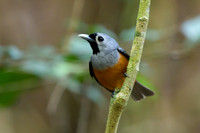Black-faced Monarch