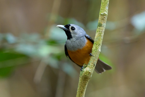 Black-faced Monarch