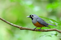 Black-faced Monarch