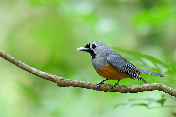 Black-faced Monarch