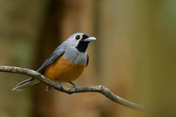 Black-faced Monarch