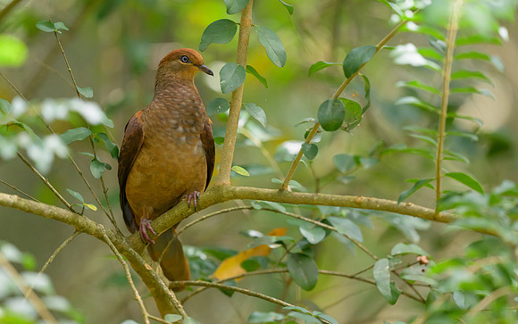 Brown Cuckoo-dove