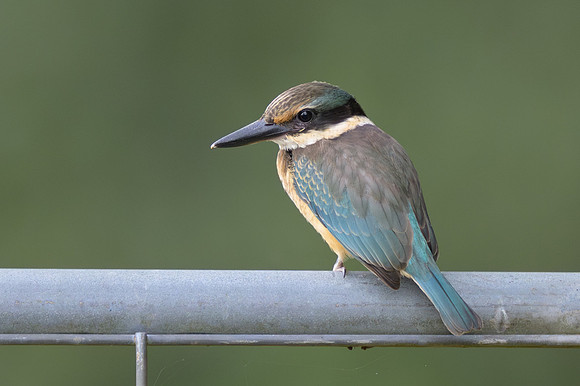 Sacred Kingfisher