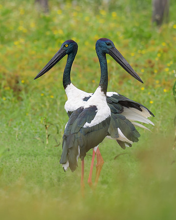 Black-necked Stork