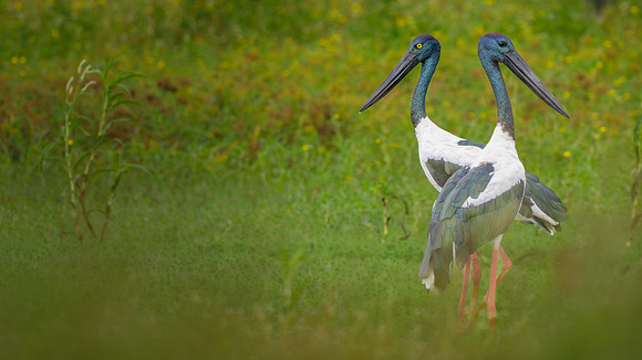 Black-necked Stork