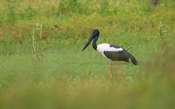 Black-necked Stork