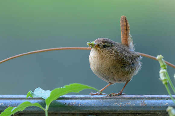 Eurasian Wren
