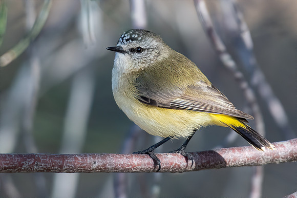 Yellow-rumped Thornbill