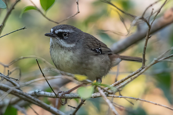White-browed Scrubwren