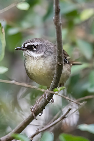 White-browed Scrubwren
