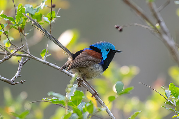 Variagated Fairy-wren