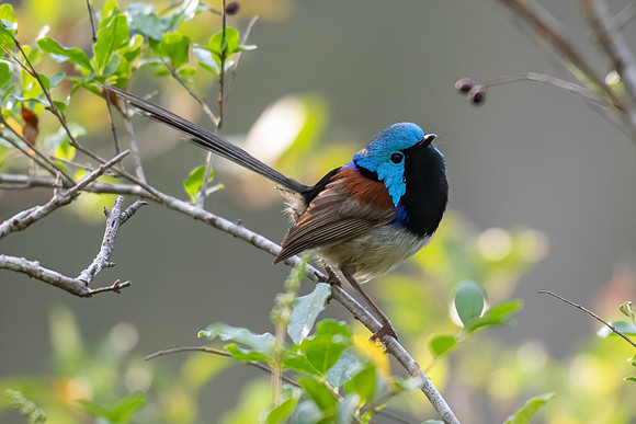 Variagated Fairy-wren