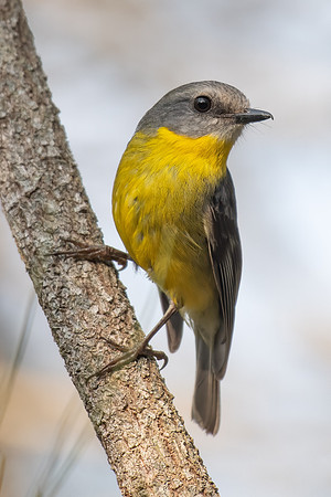 Eastern Yellow Robin