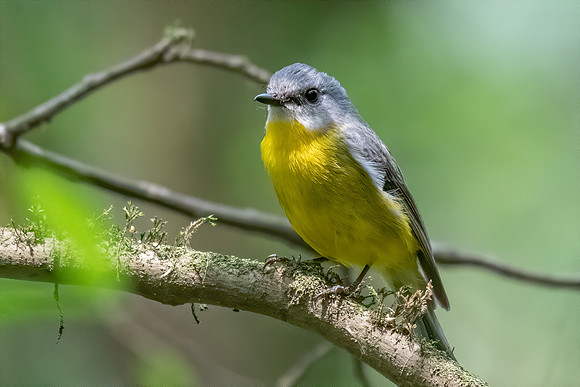 Eastern Yellow Robin