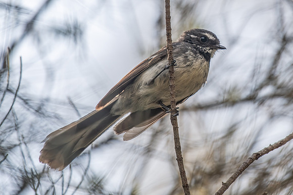 Grey Fantail