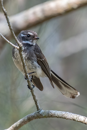 Grey Fantail