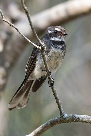Grey Fantail